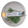 Planta Hydrocotyle Tripartita Mini (in Vitro) Aquaplante