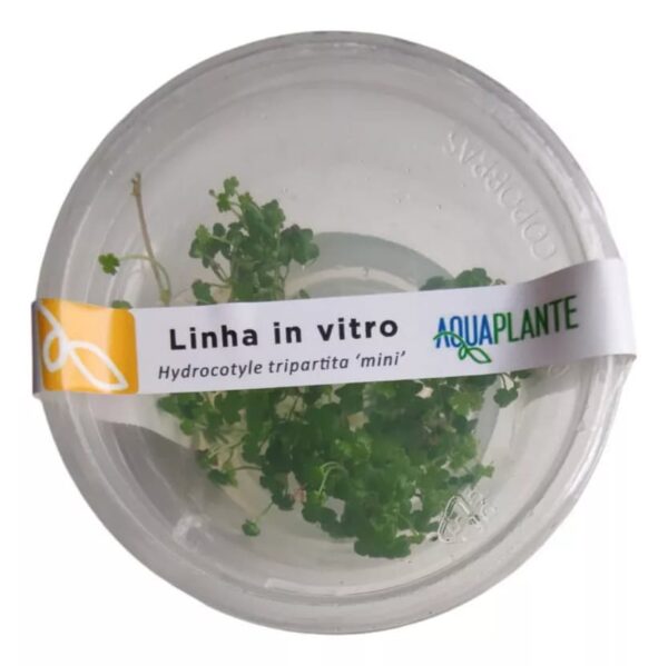Planta Hydrocotyle Tripartita Mini (in Vitro) Aquaplante