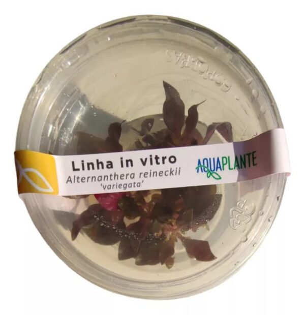 Planta Alternanthera Reineckii Variegata (in Vitro) Aquaplante