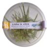 Planta Helanthium Tenellum Blood (in Vitro) Aquaplante
