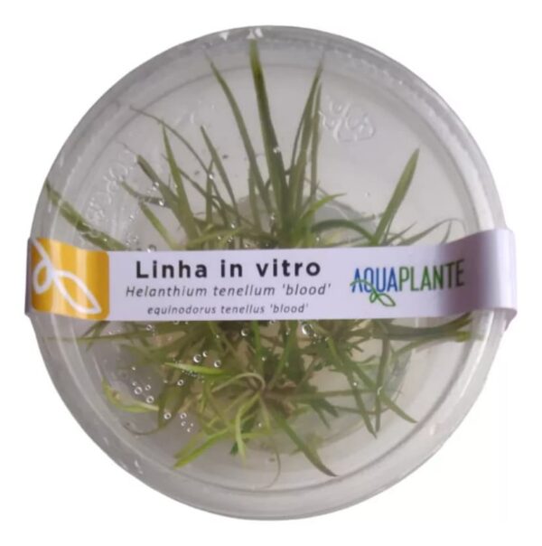 Planta Helanthium Tenellum Blood (in Vitro) Aquaplante