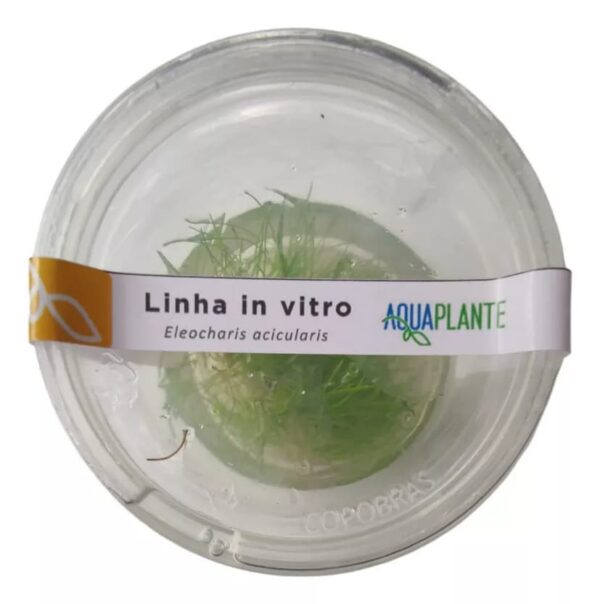 Planta Eleocharis Acicularis (in Vitro) Aquaplante