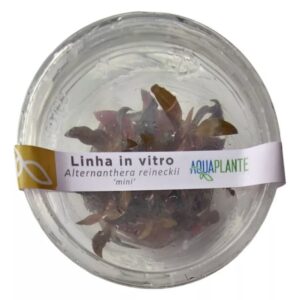 Planta Alternanthera Reineckii Mini (in Vitro) Aquaplante