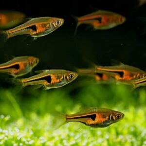 Peixe Rasbora Espei (Trigonostigma espei)