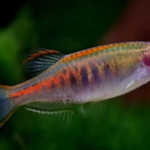 Peixe Danio Glowlight (Danio choprae)