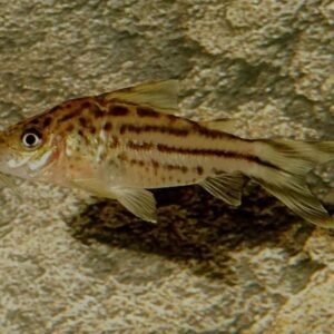 Peixe Coridora Robineae