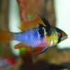 Ramirezi German Blue (Mikrogeophagus ramirezi) - Macho