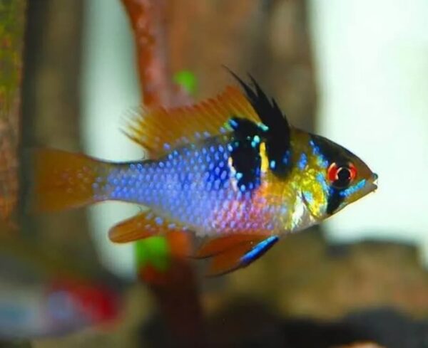 Ramirezi German Blue (Mikrogeophagus ramirezi) - Macho
