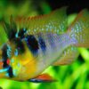 Ramirezi German Blue (Mikrogeophagus ramirezi) - Macho - Image 2