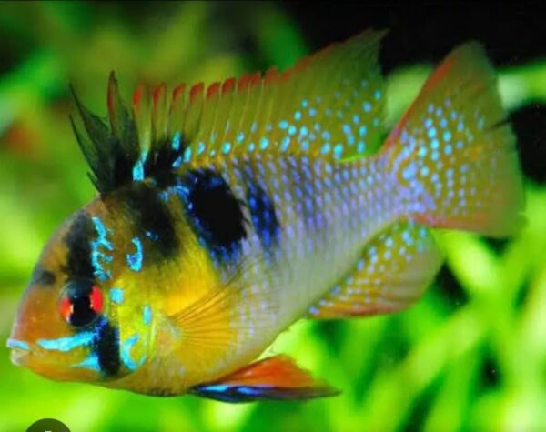 Ramirezi German Blue (Mikrogeophagus ramirezi) - Macho - Image 2