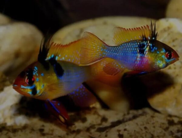 Ramirezi German Blue (Mikrogeophagus ramirezi) - Macho - Image 3
