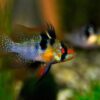 Ramirezi German Blue (Mikrogeophagus ramirezi) - Macho - Image 4