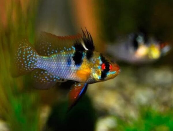 Ramirezi German Blue (Mikrogeophagus ramirezi) - Macho - Image 4