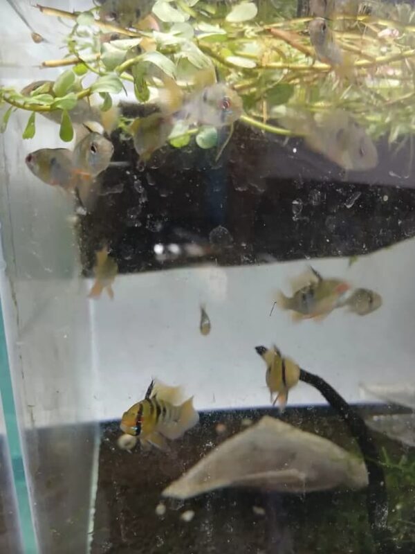 Ramirezi German Blue (Mikrogeophagus ramirezi) - Macho - Image 5