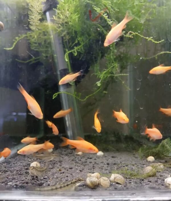 Peixe Barbo Titéia Albino (Puntius titteya) - Image 2