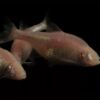Peixe Tetra Cego Das Cavernas Branco (Astyanax jordani) - Image 4