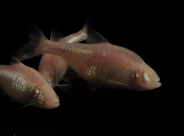 Peixe Tetra Cego Das Cavernas Branco (Astyanax jordani) - Image 4