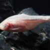 Peixe Tetra Cego Das Cavernas Branco (Astyanax jordani)