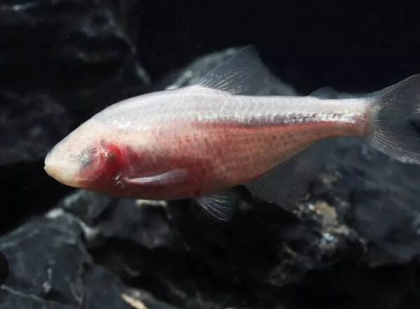 Peixe Tetra Cego Das Cavernas Branco (Astyanax jordani)