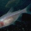 Peixe Tetra Cego Das Cavernas Branco (Astyanax jordani) - Image 3