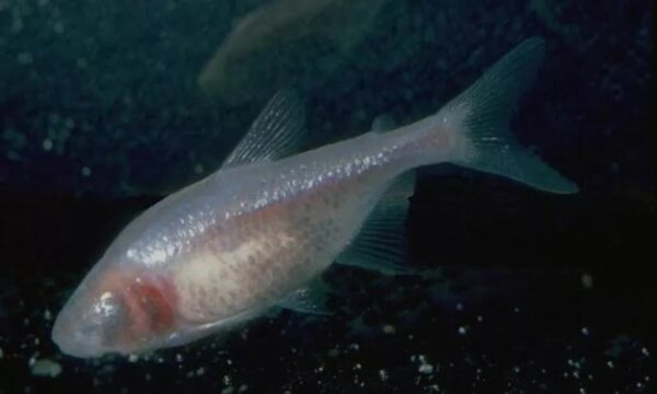 Peixe Tetra Cego Das Cavernas Branco (Astyanax jordani) - Image 3