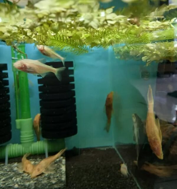 Peixe Tetra Cego Das Cavernas Branco (Astyanax jordani) - Image 2