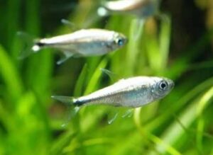 Peixe Tetra Platinum (Gemigramus gracilis)