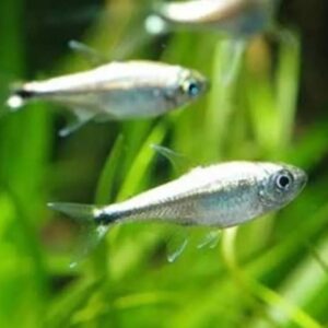 Peixe Tetra Platinum (Gemigramus gracilis)