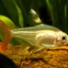 Peixe Tetra Pristella Gold Amarelo (Pristella maxillaris)