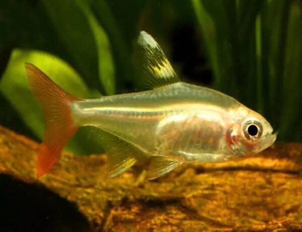Peixe Tetra Pristella Gold Amarelo (Pristella maxillaris)