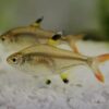 Peixe Tetra Pristella Gold Amarelo (Pristella maxillaris) - Image 2