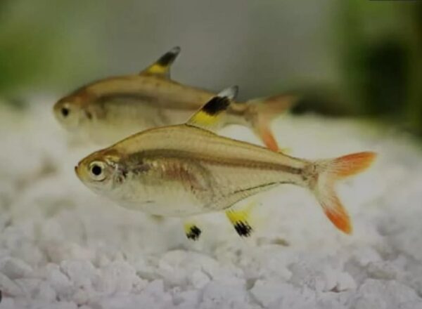 Peixe Tetra Pristella Gold Amarelo (Pristella maxillaris) - Image 2