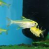 Peixe Tetra Pristella Gold Amarelo (Pristella maxillaris) - Image 3