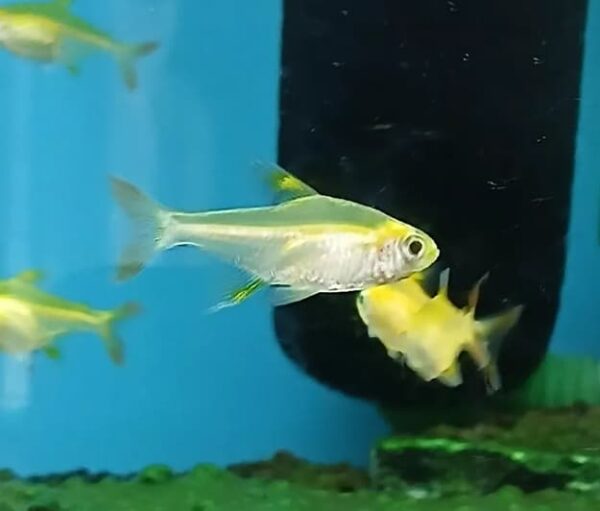 Peixe Tetra Pristella Gold Amarelo (Pristella maxillaris) - Image 3
