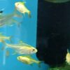 Peixe Tetra Pristella Gold Amarelo (Pristella maxillaris) - Image 4