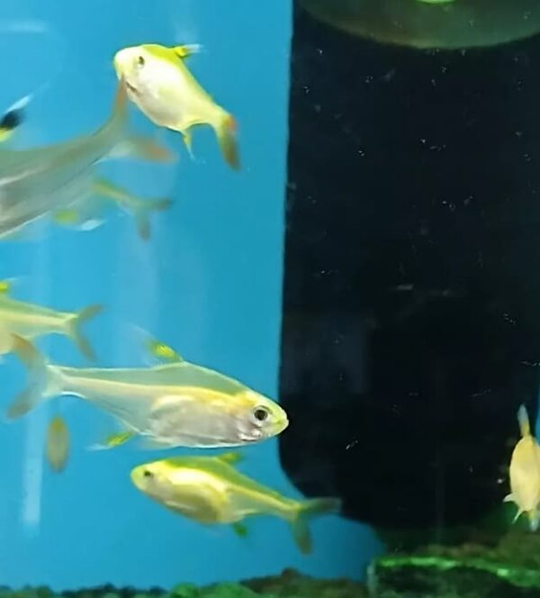 Peixe Tetra Pristella Gold Amarelo (Pristella maxillaris) - Image 4