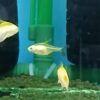 Peixe Tetra Pristella Gold Amarelo (Pristella maxillaris) - Image 5