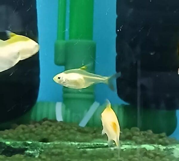Peixe Tetra Pristella Gold Amarelo (Pristella maxillaris) - Image 5