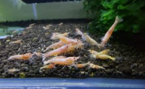 Camarão Caridina Red Bolt