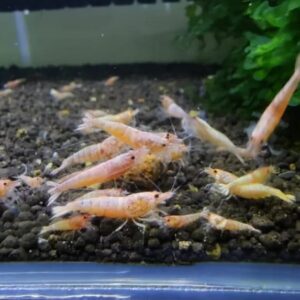 Camarão Caridina Red Bolt