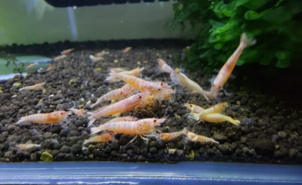 Camarão Caridina Red Bolt