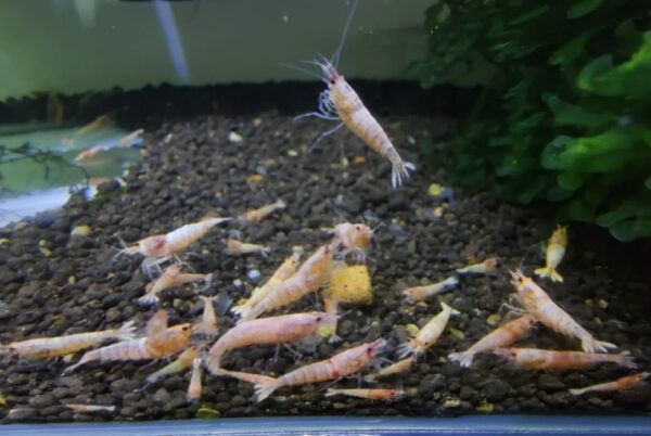 Camarão Caridina Red Bolt - Image 2