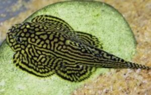 Peixe Botia Mini Arraia Cinza (Pseudogastromyzon myersi)