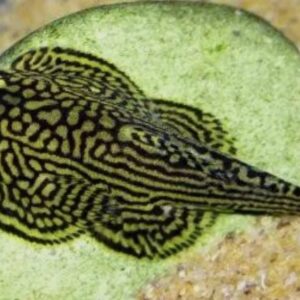 Peixe Botia Mini Arraia Cinza (Pseudogastromyzon myersi)