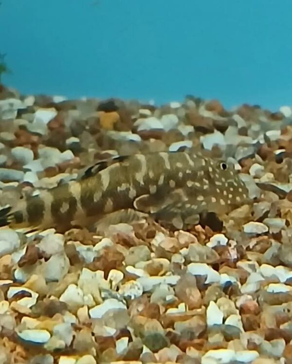 Peixe Botia Mini Arraia Cinza (Pseudogastromyzon myersi) - Image 2