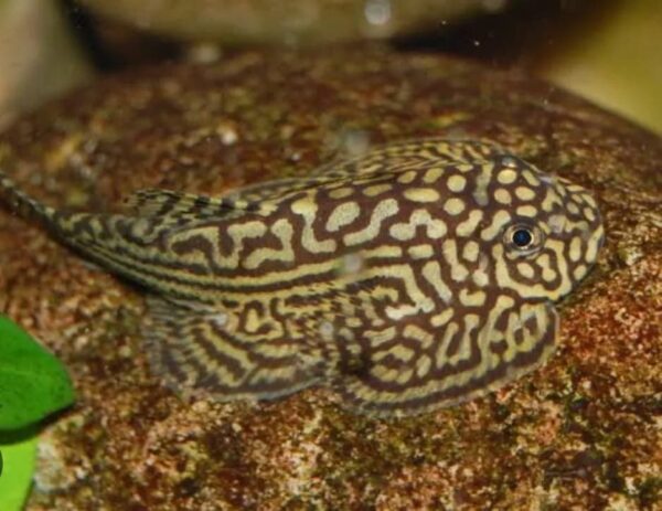 Peixe Botia Mini Arraia Cinza (Pseudogastromyzon myersi) - Image 3