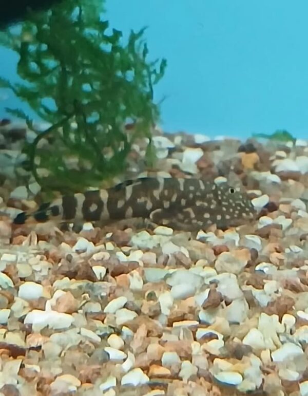 Peixe Botia Mini Arraia Cinza (Pseudogastromyzon myersi) - Image 4