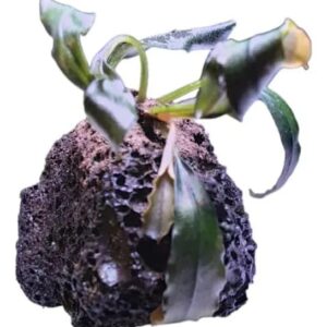 Bucephalandra Neo Amanda Lava Rock (Cultivada)