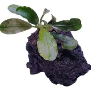 Bucephalandra Syntang Lava Rock (Cultivada)