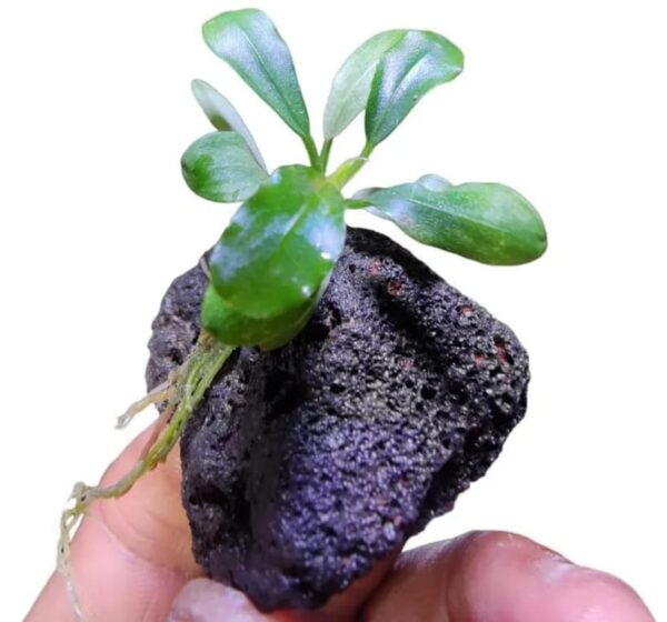 Bucephalandra Syntang Lava Rock (Cultivada) - Image 4
